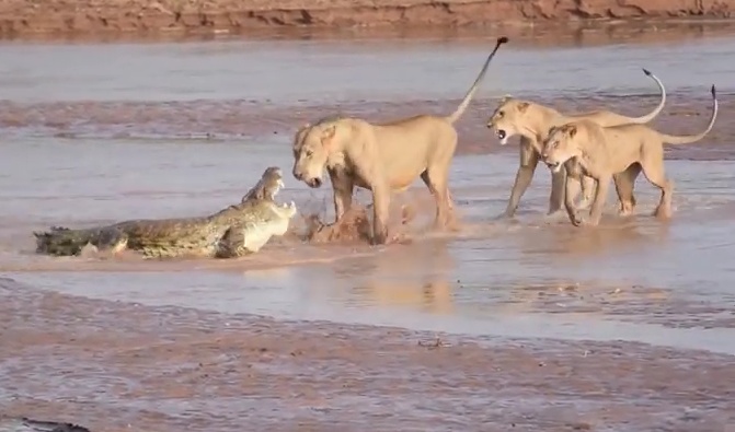VIDEO: La lucha entre un cocodrilo y tres leones por comida
