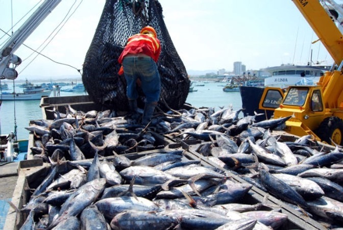 Las exportaciones de atún ecuatoriano a la Unión Europea crecieron en 51 %