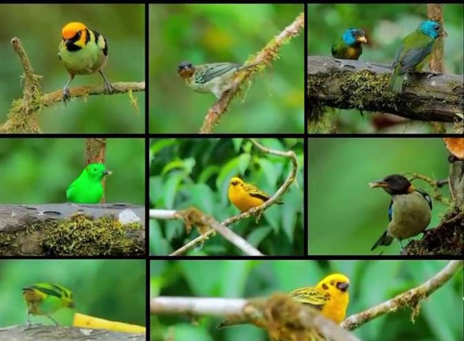 Imagen de varios tipos de aves presentes en el Chocó Andino.