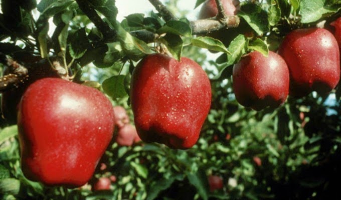 La forma en la que comer manzanas puede resultar mortal