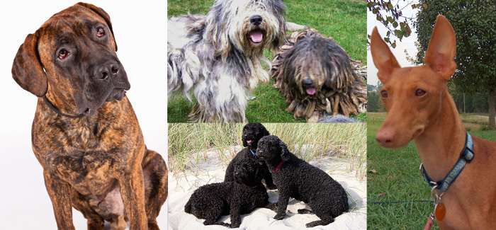 Conoce las 4 nuevas razas de perros consideradas &#039;de concurso&#039;