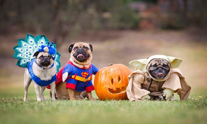 Disfraces caseros y prácticos para mascotas en Halloween