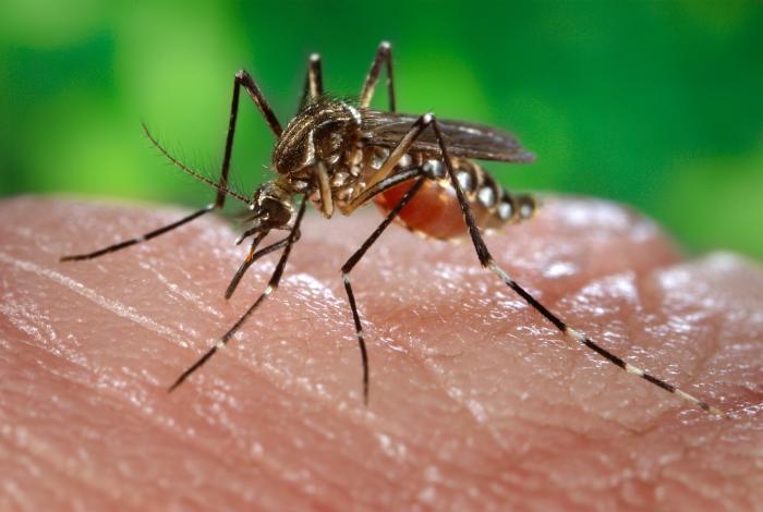El virus chikungunya amenaza con propagarse en el Caribe