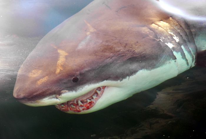 Tiburones se congelan hasta morir por las frías temperaturas en EEUU