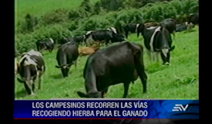 El ganado sufre consecuencias por caída de ceniza del volcán Tungurahua