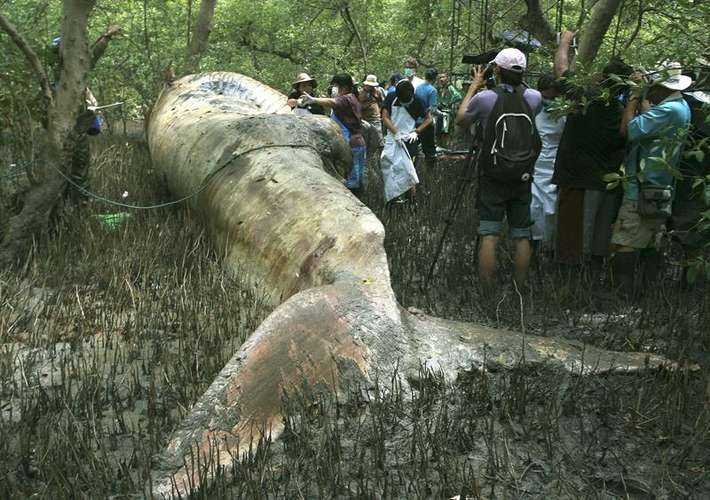 Encuentran ballena varada en un manglar en Tailandia