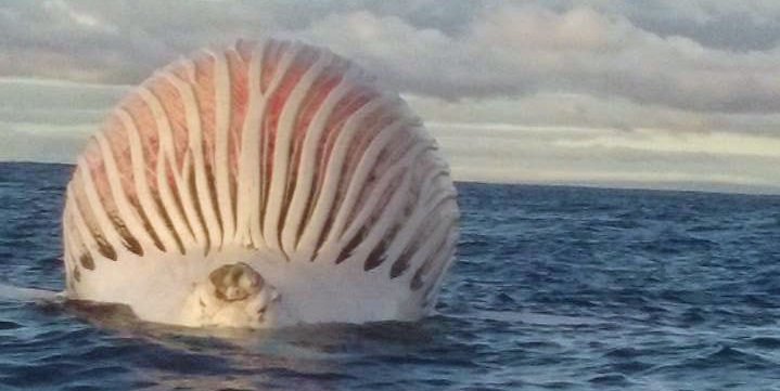 Hallan misteriosa esfera flotante en el Océano Índico
