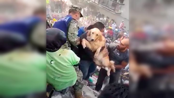 El conmovedor rescate de un perrito de un edificio derrumbado por sismo en México