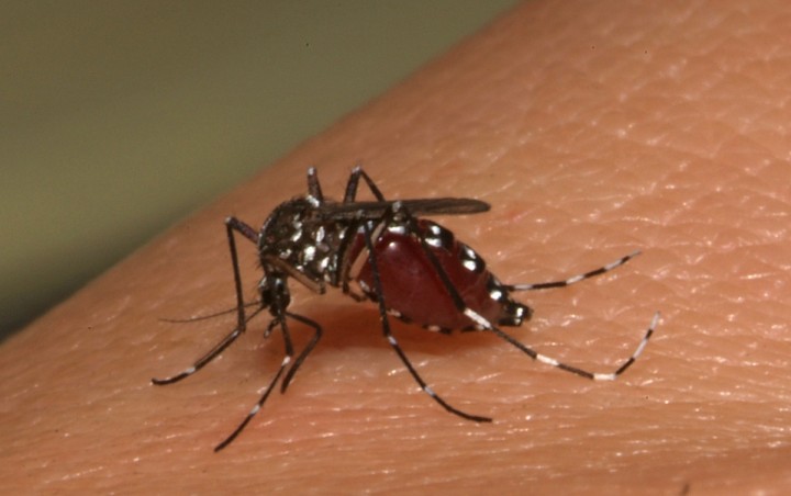 ¿Cómo evitar contagiarse de chikungunya?