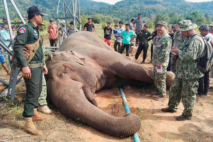 Rescatan del fango a 11 elefantes salvajes en Camboya