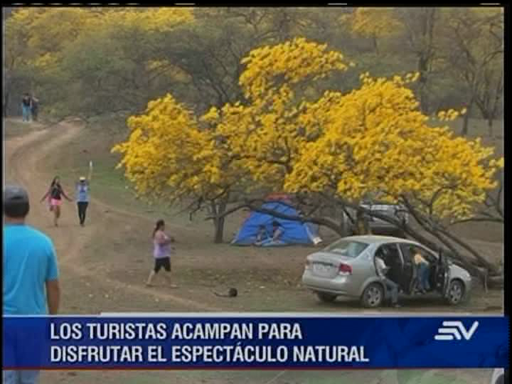 El bello florecer de los guayacanes en Loja atrae a turistas