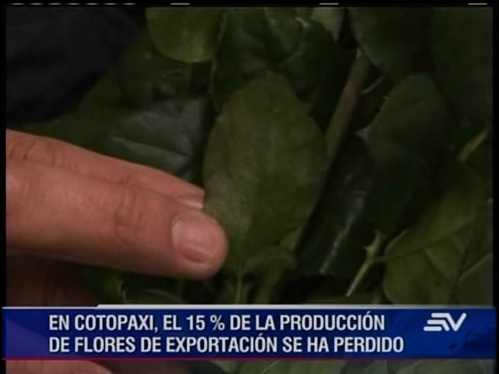 Mal tiempo afecta a plantaciones de flores en Cotopaxi
