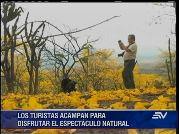 El bello florecer de los guayacanes en Loja atrae a turistas