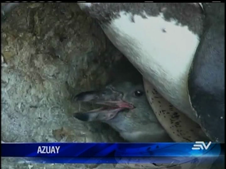 VIDEO: “Nicanor”, el primer pingüino nacido en la altura de Cuenca