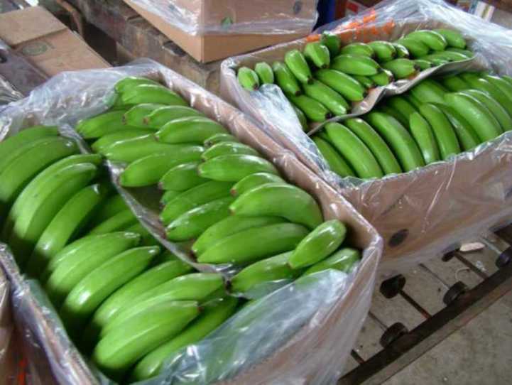 Ecuador prepara cargamento de banano para Brasil