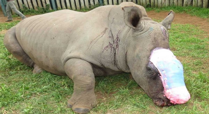 Rinoceronte fue hallado agonizando tras perder su cuerno
