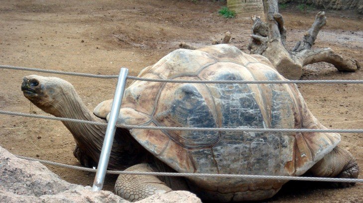 Ecuador repatria 26 tortugas de Galápagos retenidas en Perú