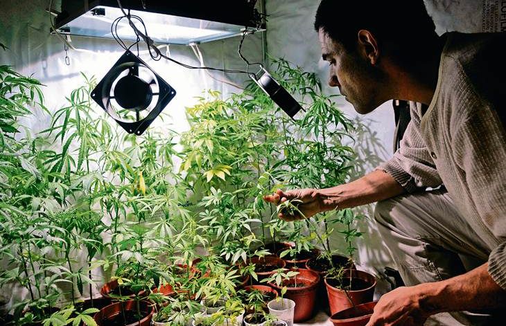 Solo 10% de los autocultivadores de cannabis se registró en Uruguay