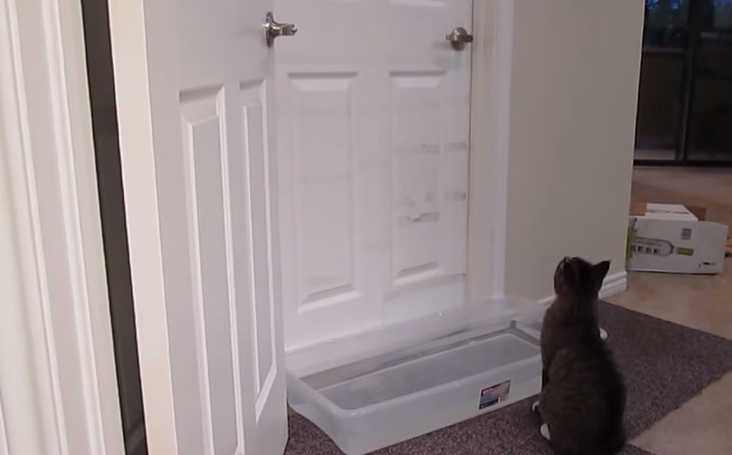(VIDEO) Los gatos sí abren las puertas