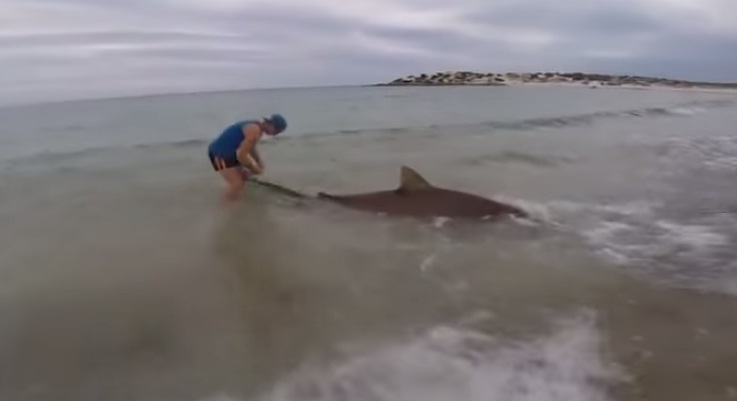 (VIDEO) Joven captura a un tiburón con una caña de pescar