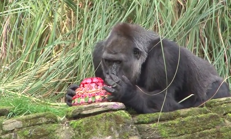 (VIDEO) Una gorila recibe una tarta por sus 40 años en el zoológico