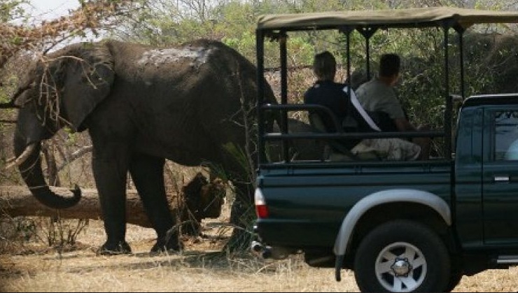 Una pareja escapa de ataque de elefantes tras gritar &quot;Lo siento&quot;