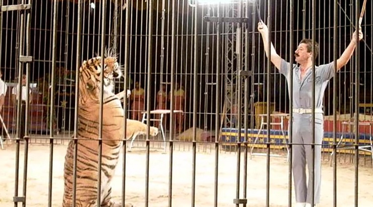 Domador de circo muere atacado por sus tigres en Italia