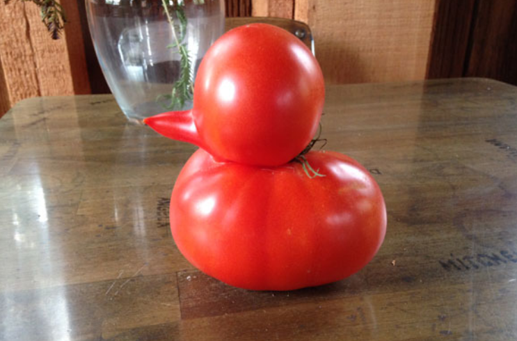 Un tomate con forma de pato asombra a una pareja de adultos mayores