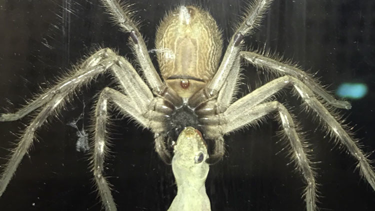 Una araña gigante se come a una lagartija en la localidad australiana de Queensland