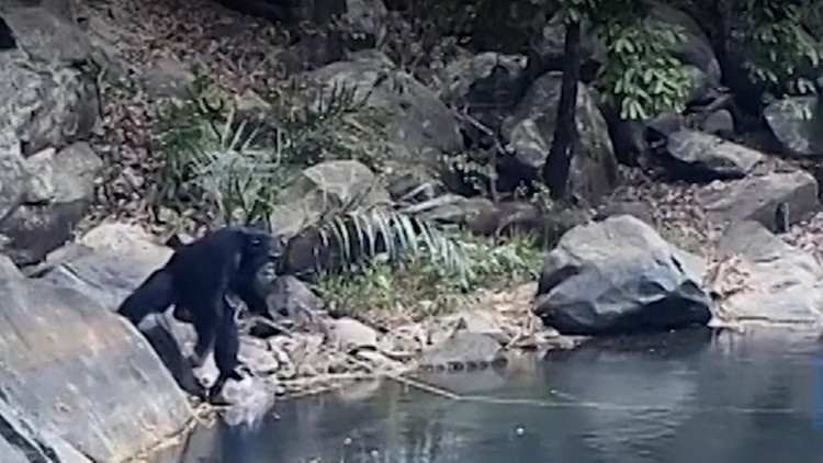 Observan a los chimpancés haciendo algo nunca visto hasta ahora