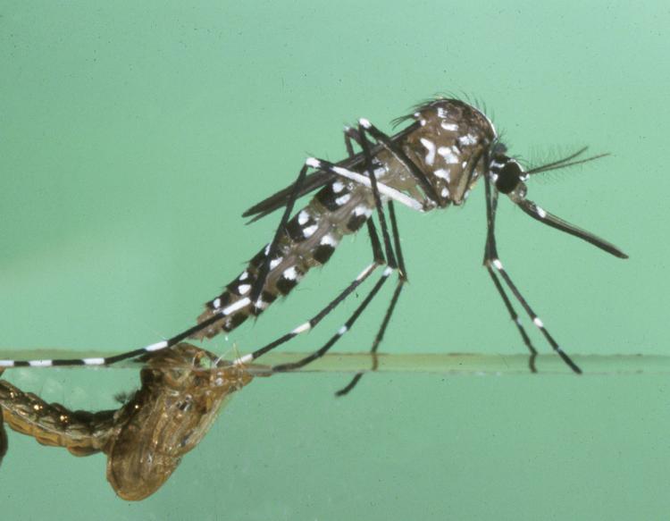 Detectan primer caso de virus chikungunya en Paraguay