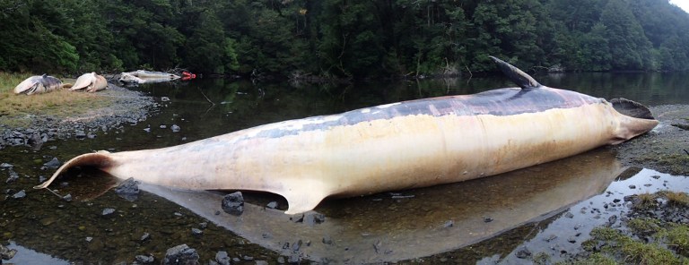 Más de 330 ballenas muertas en Patagonia chilena