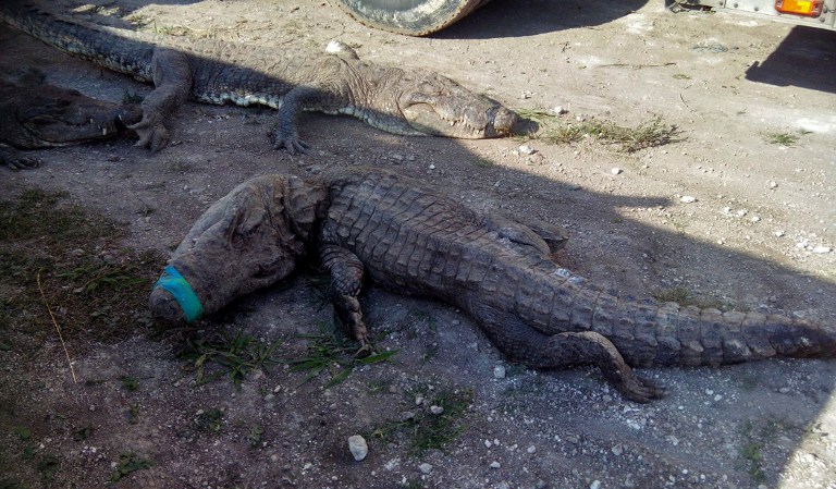 Mueren 124 cocodrilos en México por &quot;trato indigno&quot; al ser transportados