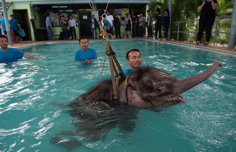 Tailanda: usan piscina para que pequeña elefanta mutilada vuelva a caminar