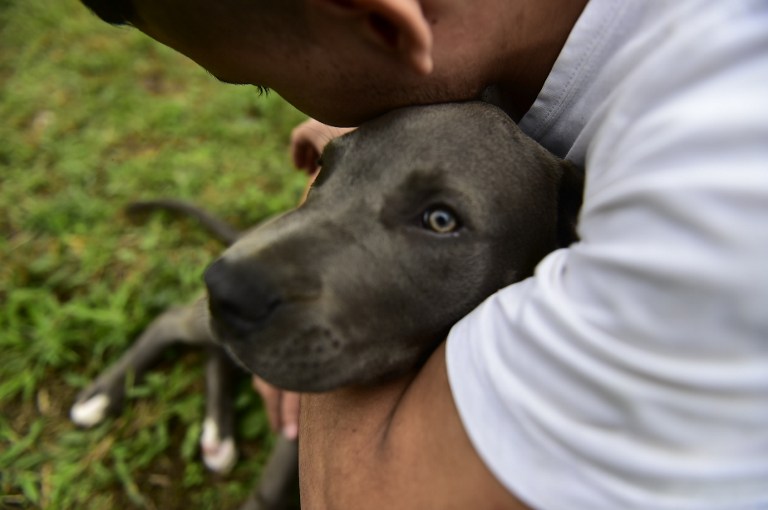 FOTOS: Ladridos contra el estrés, terapia canina en cárceles de Ecuador