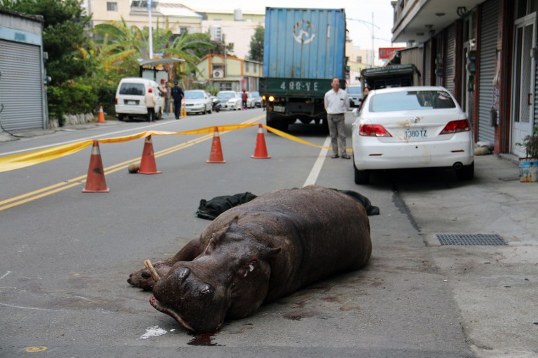 Hipopótamo salta de un camión en marcha en Taiwan, causando sorpresa y estupor