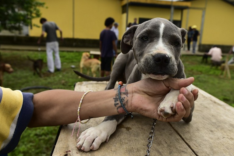 FOTOS: Ladridos contra el estrés, terapia canina en cárceles de Ecuador