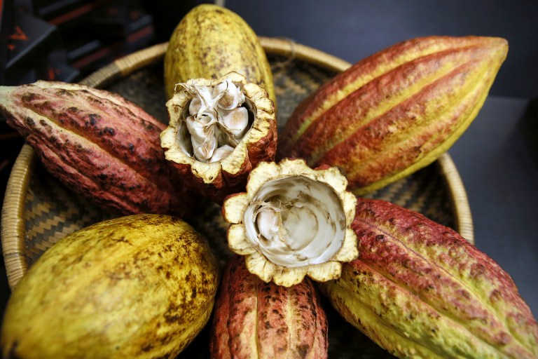 Los flavanoles del cacao ayudan a conservar la memoria
