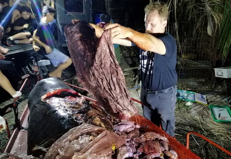 Una ballena con 40 kg de plástico en su estómago muere de hambre