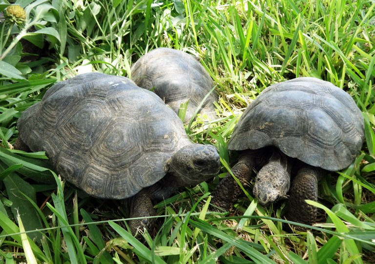 Ecuador repatriará 29 tortugas de Galápagos que fueron rescatadas en Perú