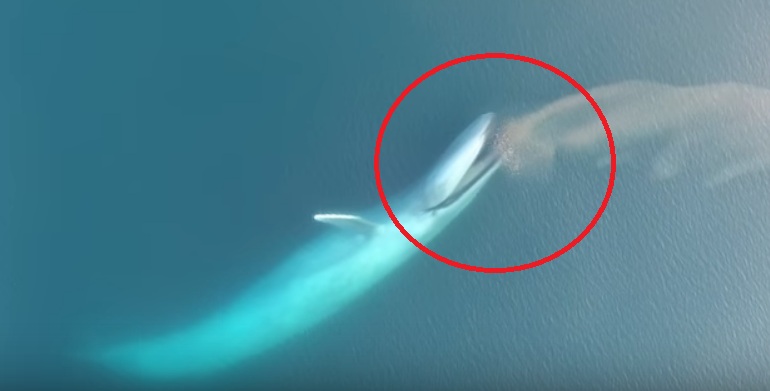 La extraña imagen de una ballena azul que sorprendió a los científicos