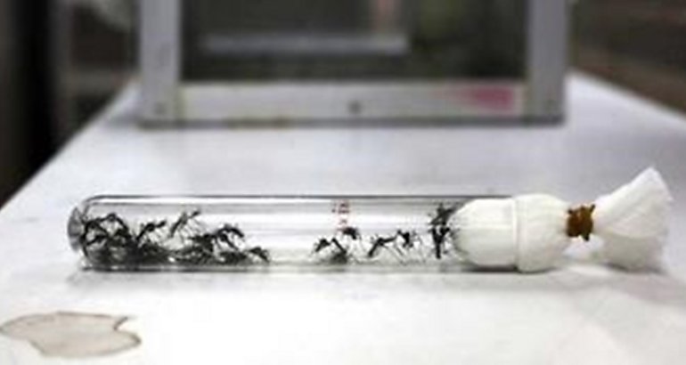 Brasil creará mosquitos transgénicos para combatir el dengue
