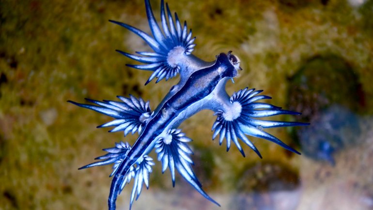 Hallan un diminuto &#039;dragón azul&#039; en las costas de Australia