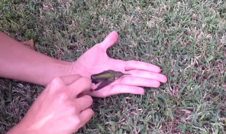 (VIDEO) Joven le salva la vida a un colibrí