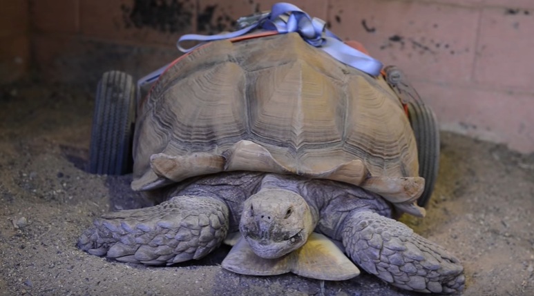 Dos meses de reproducción sexual dejaron a esta tortuga discapacitada