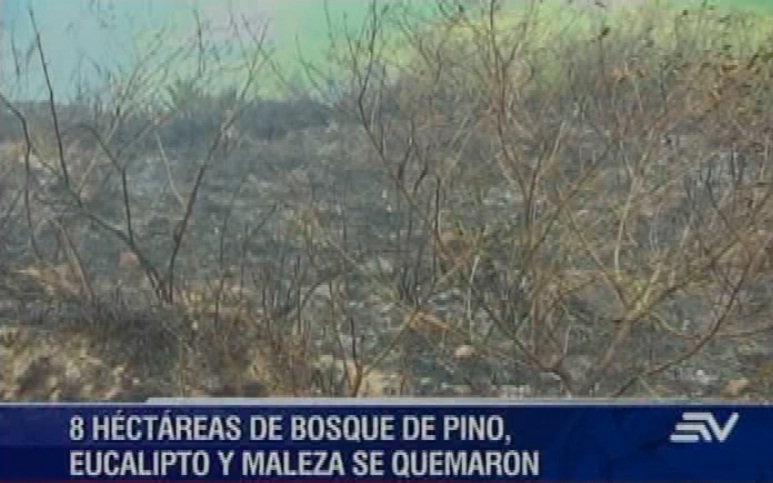 Incendio en Chimborazo arrasó unos 60 mil pinos