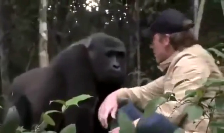 VIDEO Mira el reencuentro del hombre con el gorila al que crió como su hijo