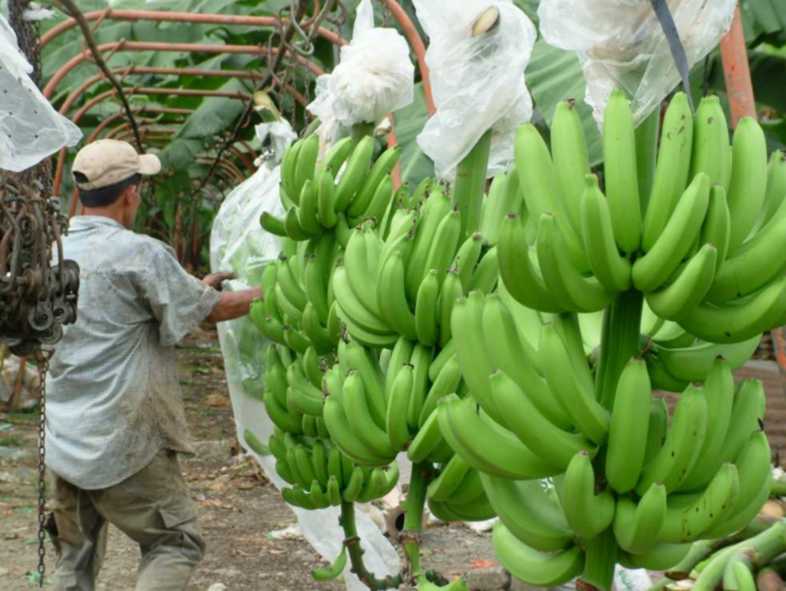 Exportadores ecuatorianos preocupados ante la renuncia del Atpdea