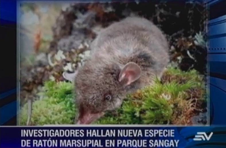 Descubren nueva especie de ratón marsupial en Ecuador