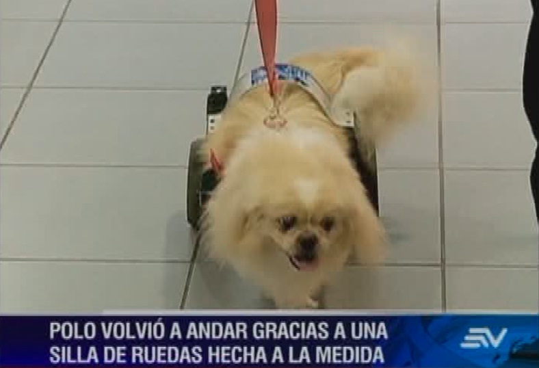 Ecuatoriano altruista dona sillas de ruedas para mascotas con discapacidad